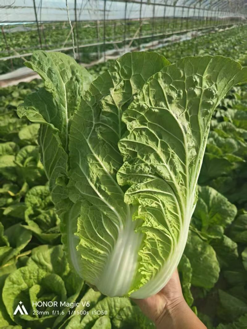 白菜