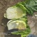 白菜