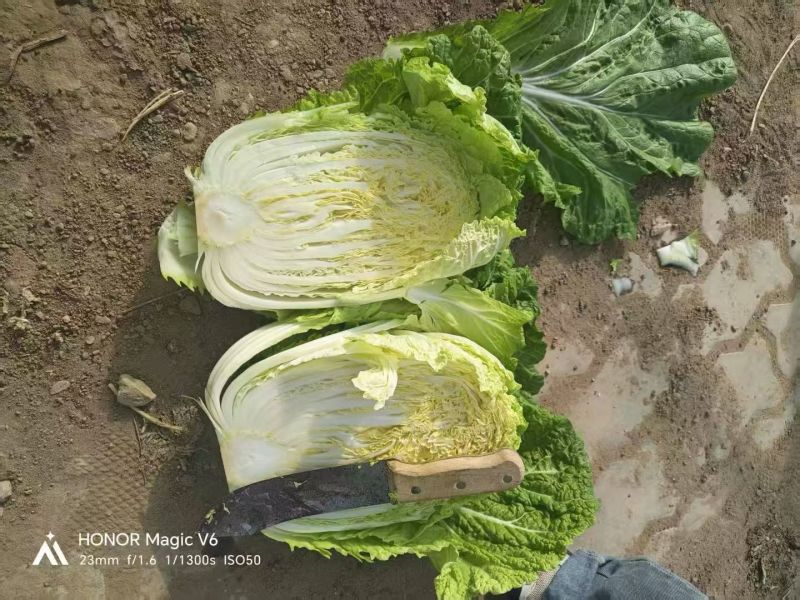白菜