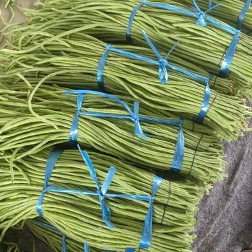 湖北豇豆青条豆角价格美丽量大从优欢迎询价量大从优热卖全国