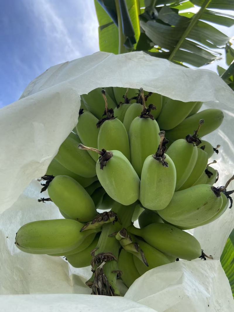 苹果蕉