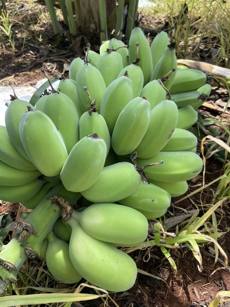 苹果蕉