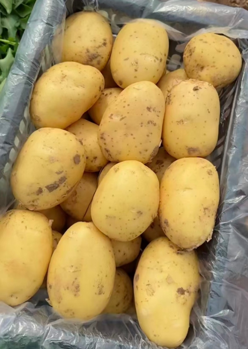 北京昌平土豆黄心土豆自家种植放心购买品质保证