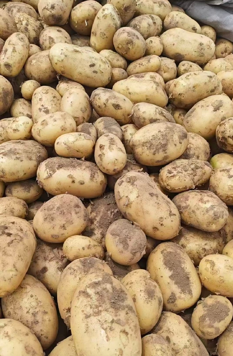 北京昌平土豆黄心土豆自家种植放心购买品质保证
