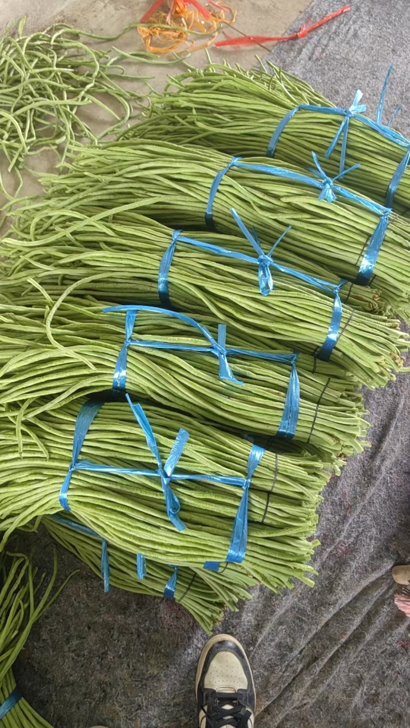 湖北豇豆青条豆角价格美丽量大从优欢迎询价量大从优热卖全国