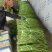 湖北豇豆青条豆角价格美丽量大从优欢迎询价量大从优热卖全国