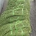 湖北豇豆青条豆角价格美丽量大从优欢迎询价量大从优热卖全国