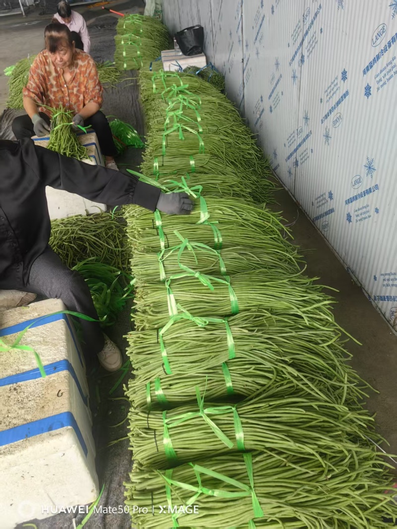 湖北豇豆青条豆角价格美丽对接全国量大从优质量好走货快