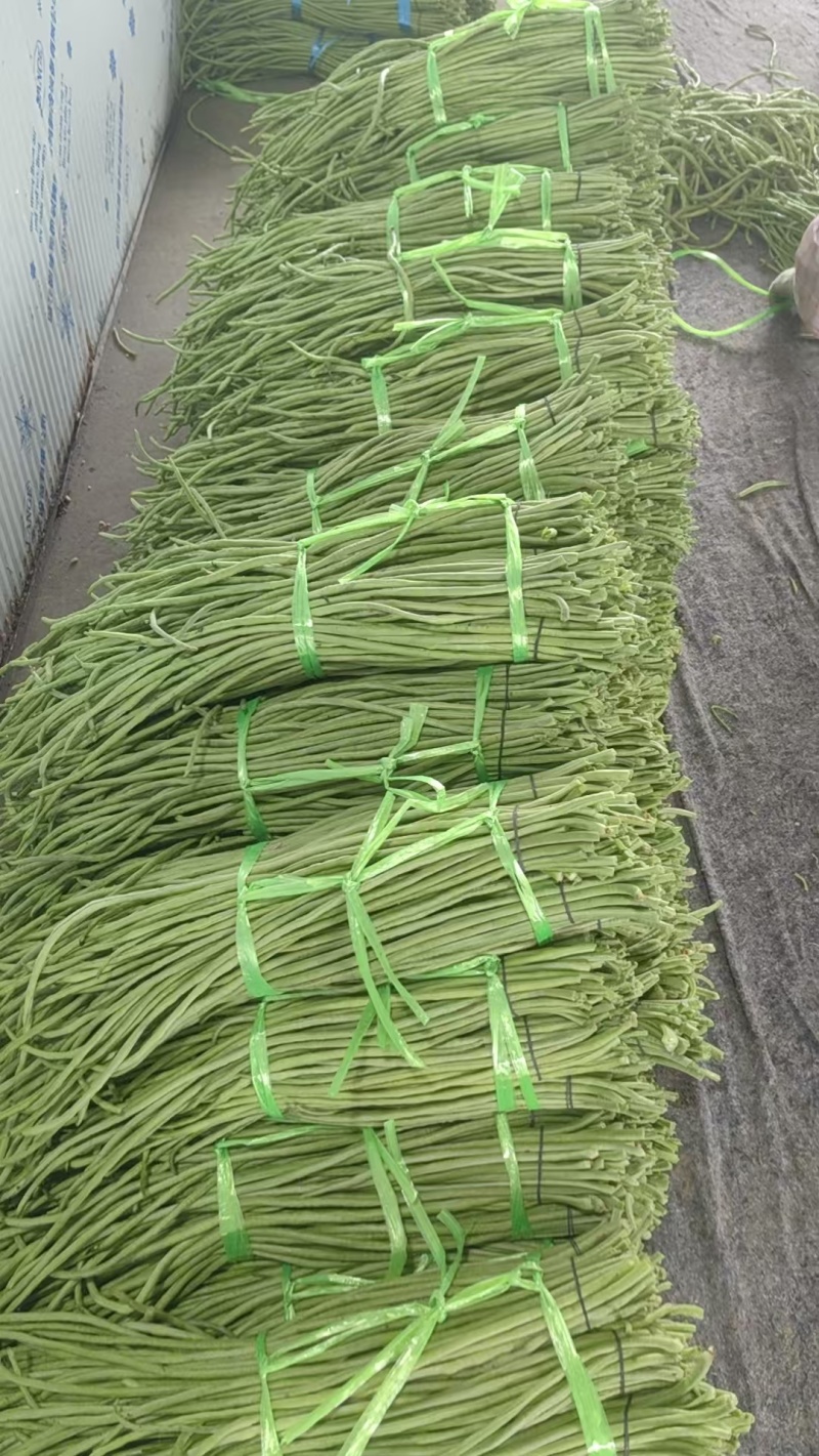 湖北豇豆青条豆角价格美丽对接全国量大从优质量好走货快