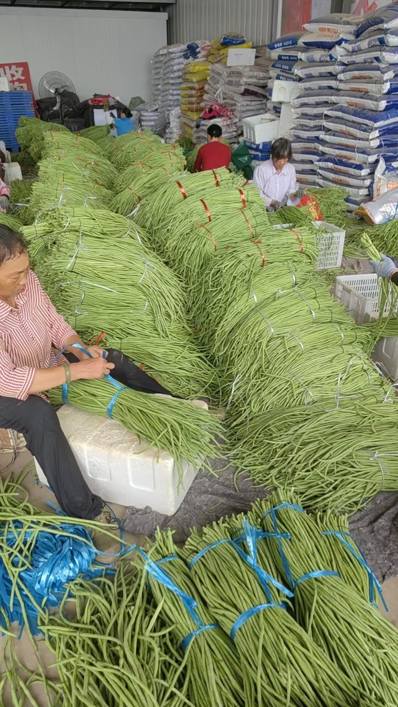 湖北豇豆青条豆角价格美丽对接全国量大从优质量好走货快
