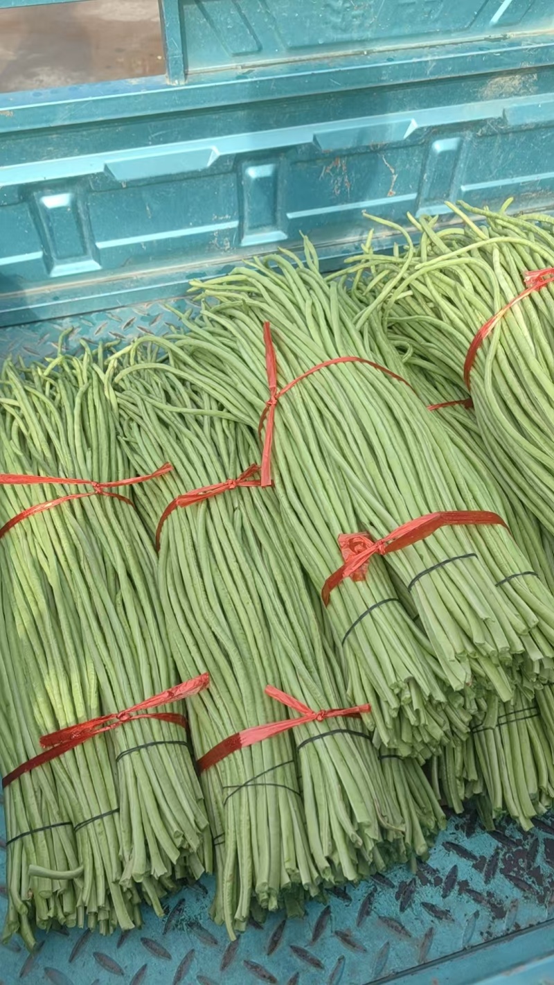 湖北豇豆青条豆角价格美丽对接全国量大从优质量好走货快