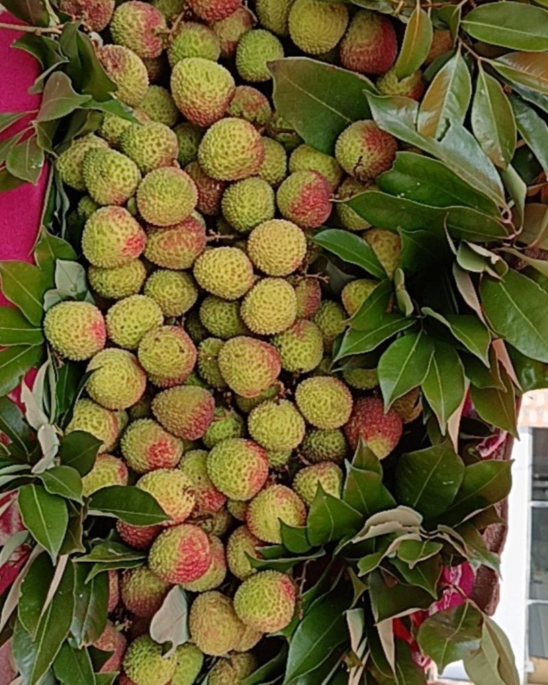 广东东莞荔枝妃子笑！