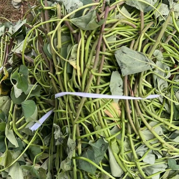 丝滑榴莲蜜薯苗