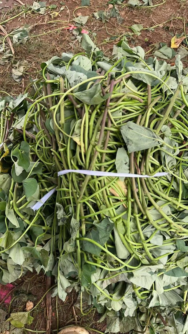 丝滑榴莲蜜薯苗