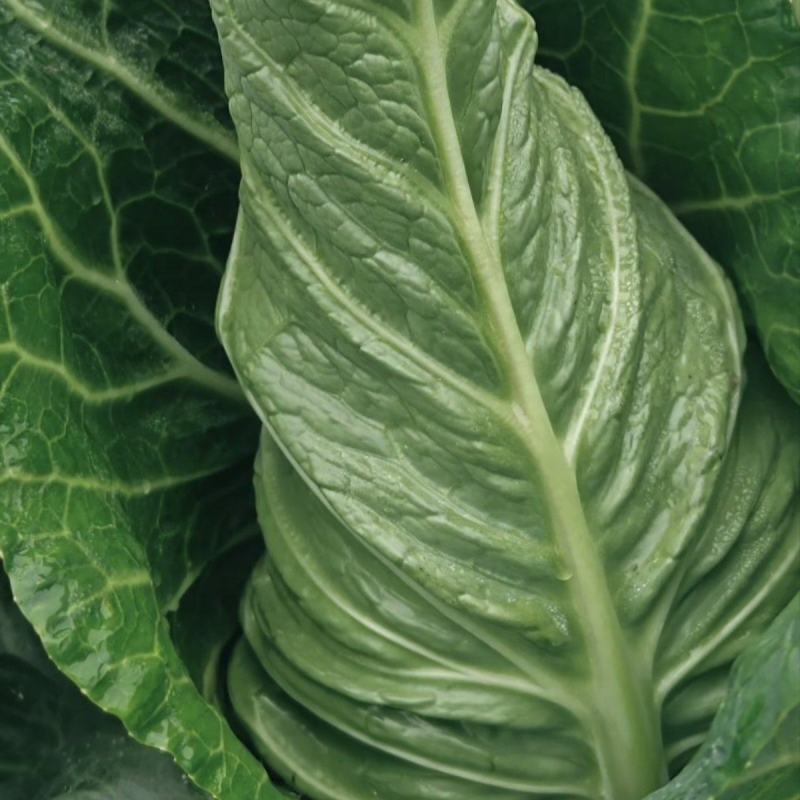 云南昭通永善县牛心甘蓝2026新鲜上市可长期供应