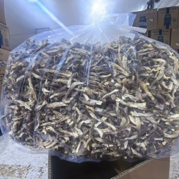 瓶栽鹿茸菇