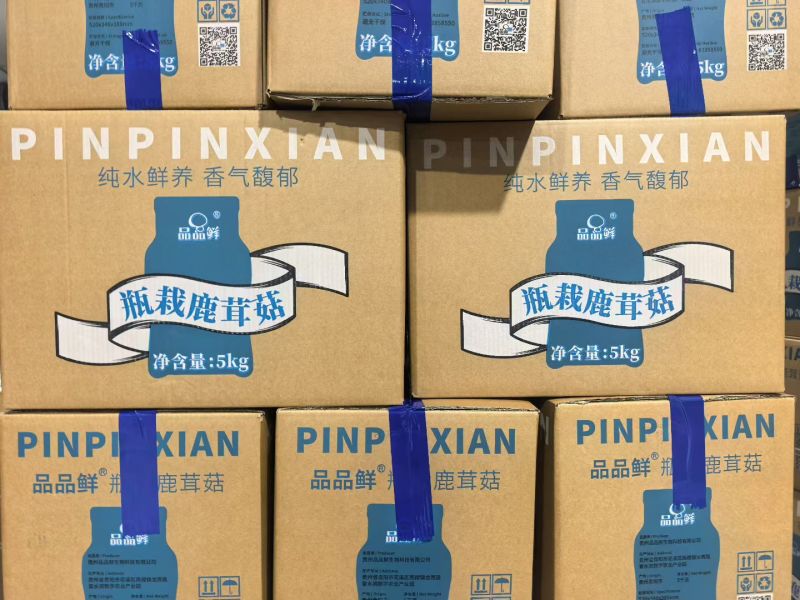 瓶栽鹿茸菇