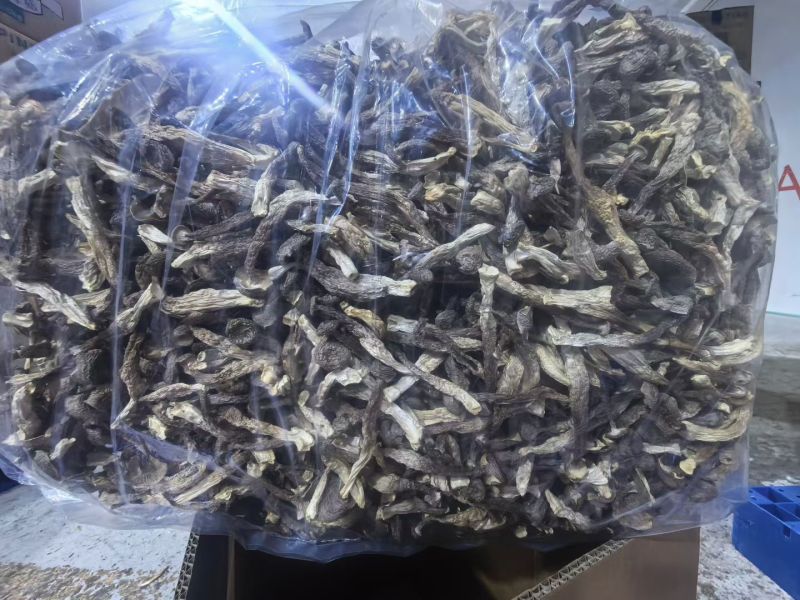 瓶栽鹿茸菇