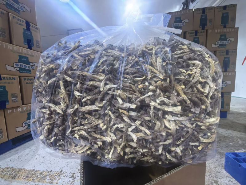瓶栽鹿茸菇
