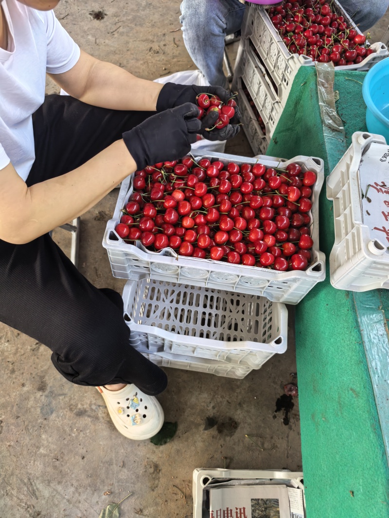 樱桃露天美早大樱桃精品货源产地直供品质保障
