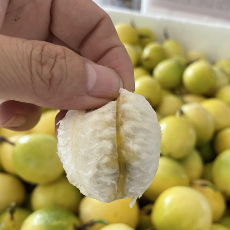 钦蜜9号黄金百香果百香果整箱批发，全国可发稳定供