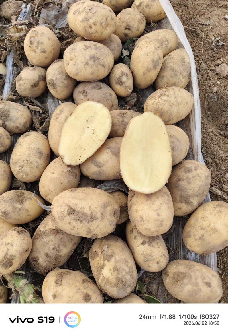精品黄心土豆：希森77号高淀粉适合薯片加工厂和鲜食马铃薯