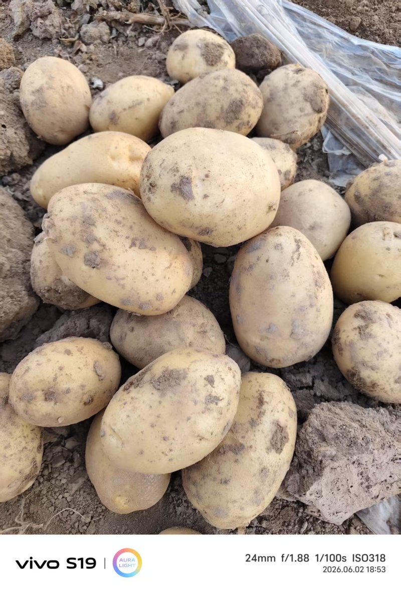 精品黄心土豆：希森77号高淀粉适合薯片加工厂和鲜食马铃薯