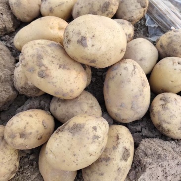 精品黄心土豆：希森77号高淀粉适合薯片加工厂和鲜食马铃薯