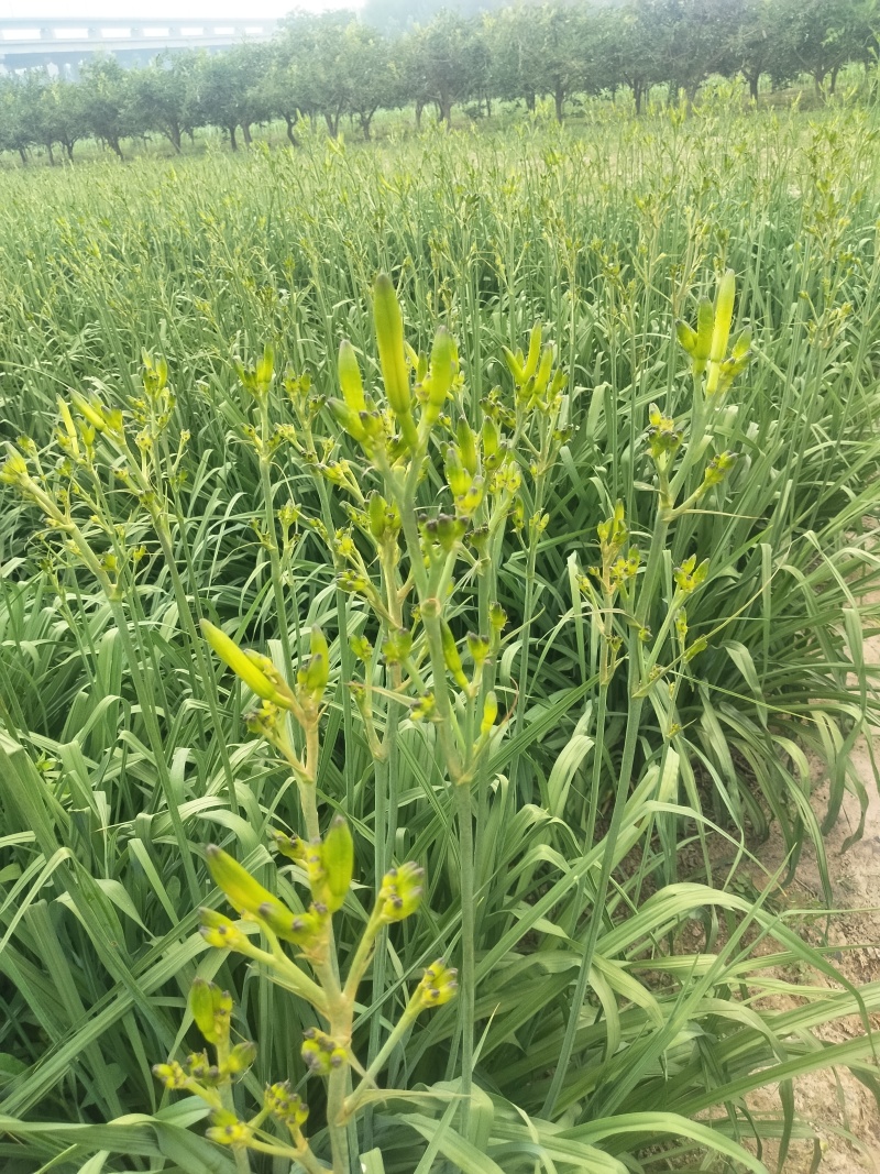 黄花菜即将上市欢迎新老客户前来选购