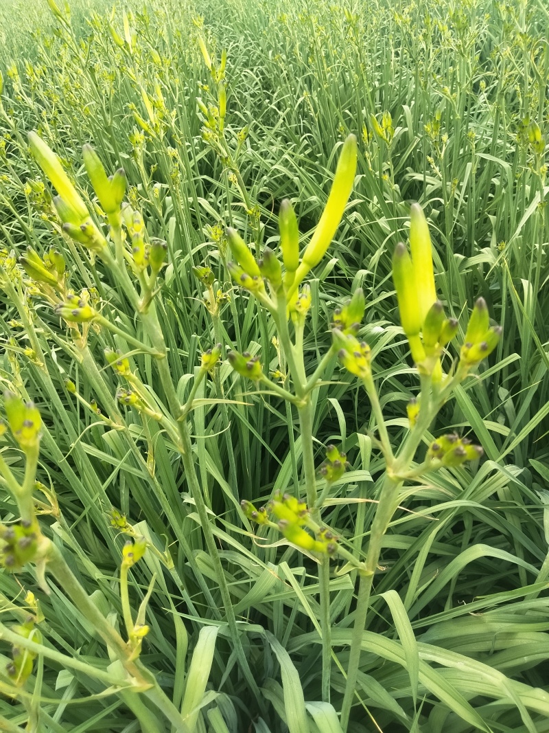 黄花菜即将上市欢迎新老客户前来选购