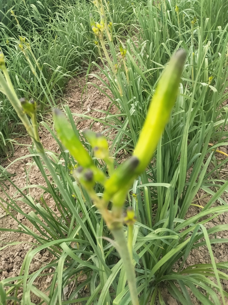 黄花菜即将上市欢迎新老客户前来选购
