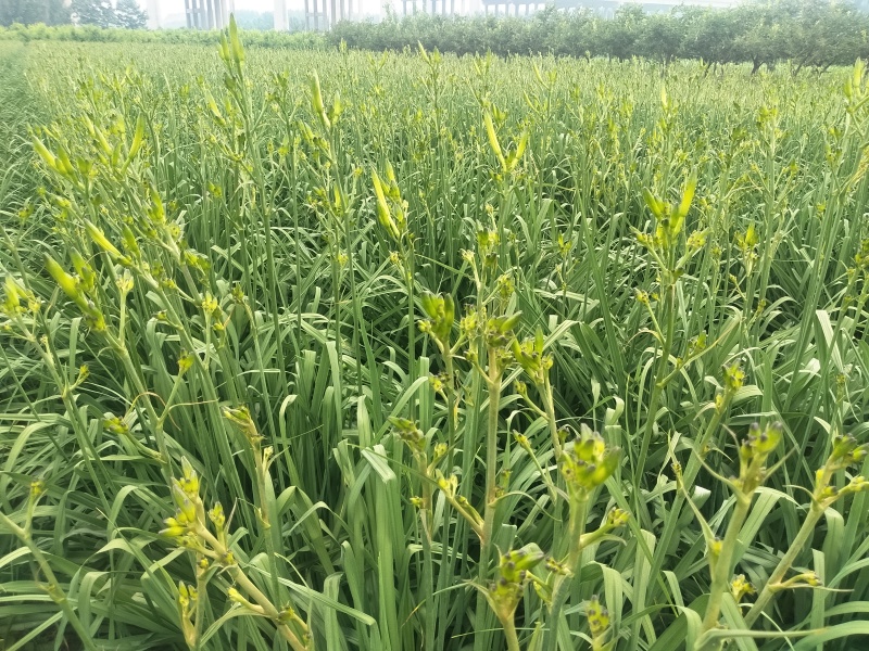黄花菜即将上市欢迎新老客户前来选购