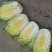 威宁高山黄心大白菜