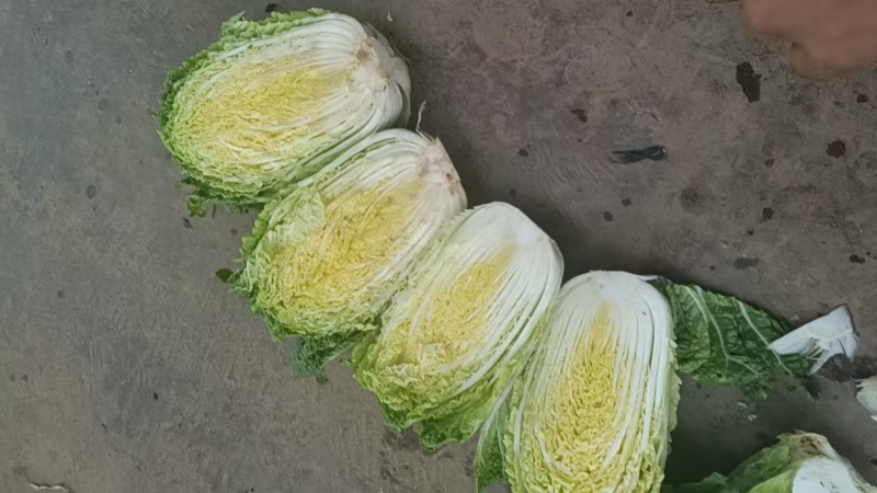 威宁高山黄心大白菜