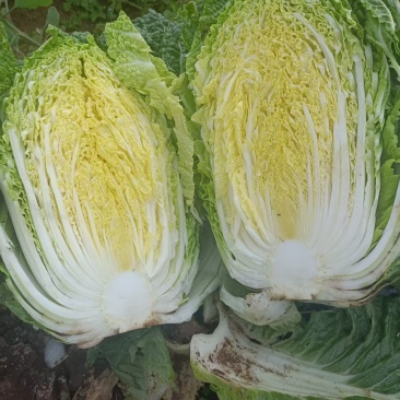 威宁高山黄心大白菜