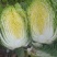 威宁高山黄心大白菜