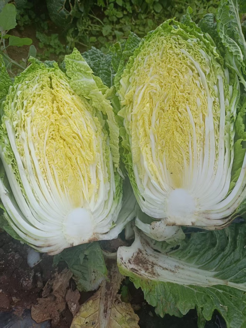 威宁高山黄心大白菜