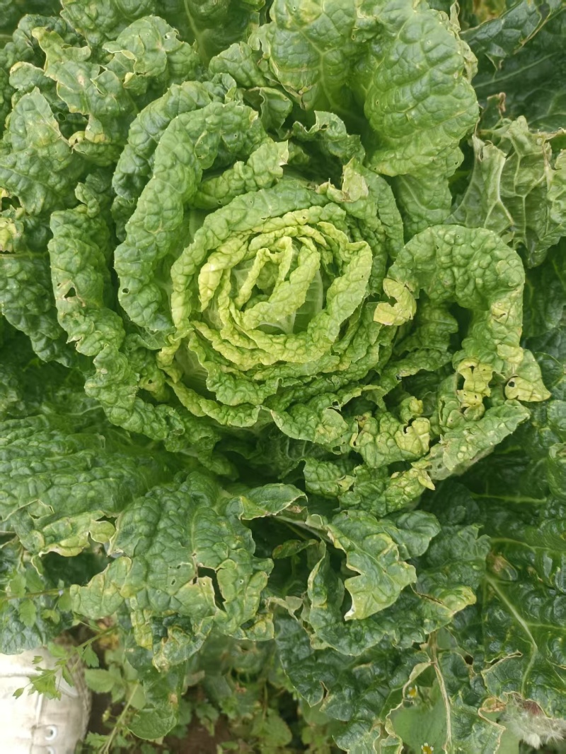 威宁高山黄心大白菜