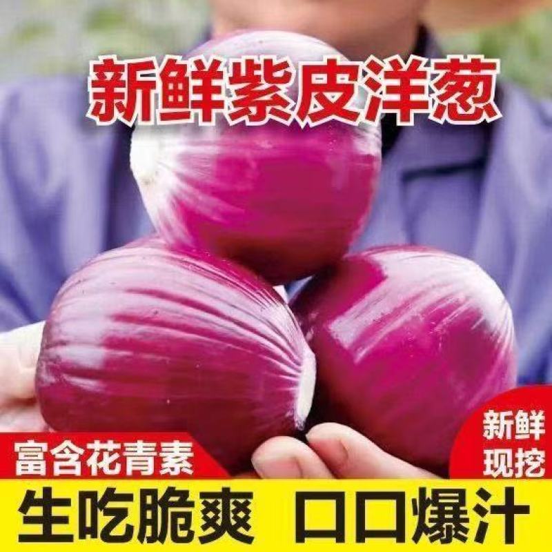 精品紫皮洋葱，高质量，低价格品质有保障，需要的联系