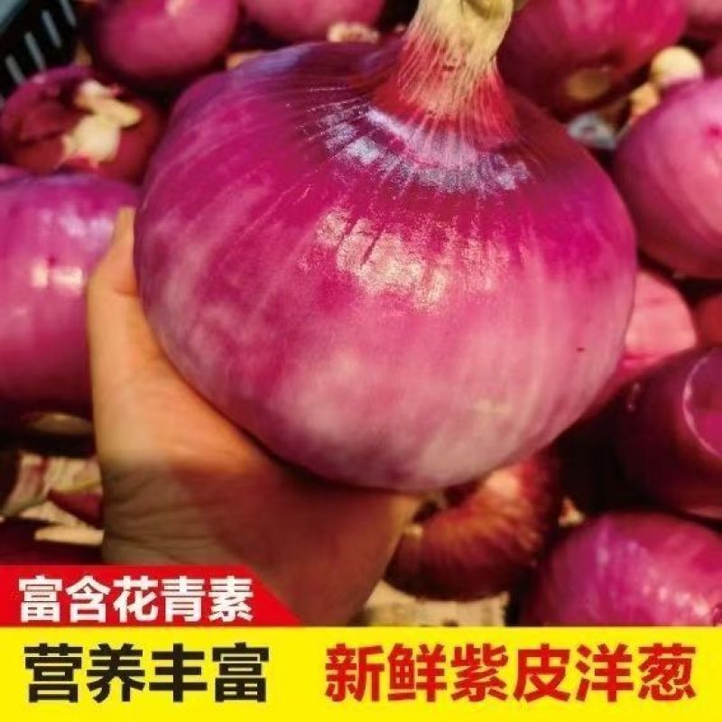 精品紫皮洋葱，高质量，低价格品质有保障，需要的联系