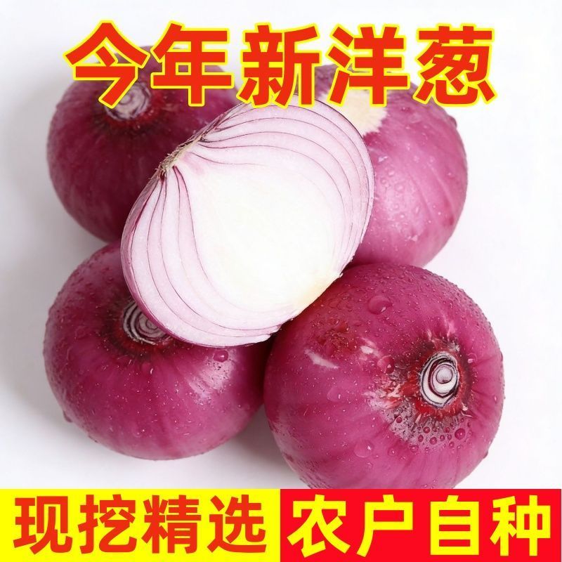 精品紫皮洋葱，高质量，低价格品质有保障，需要的联系