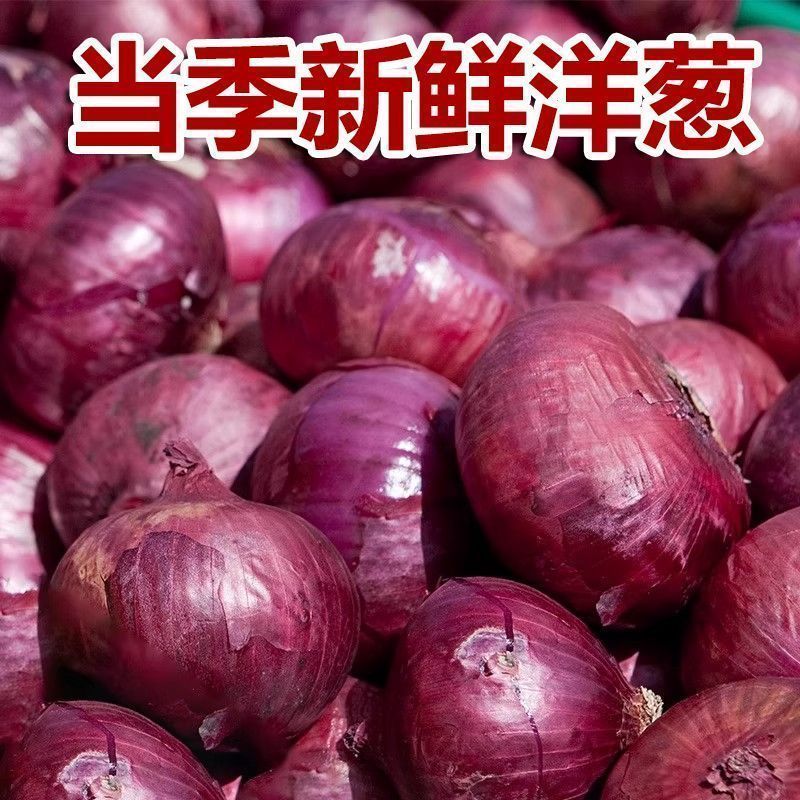 精品紫皮洋葱，高质量，低价格品质有保障，需要的联系