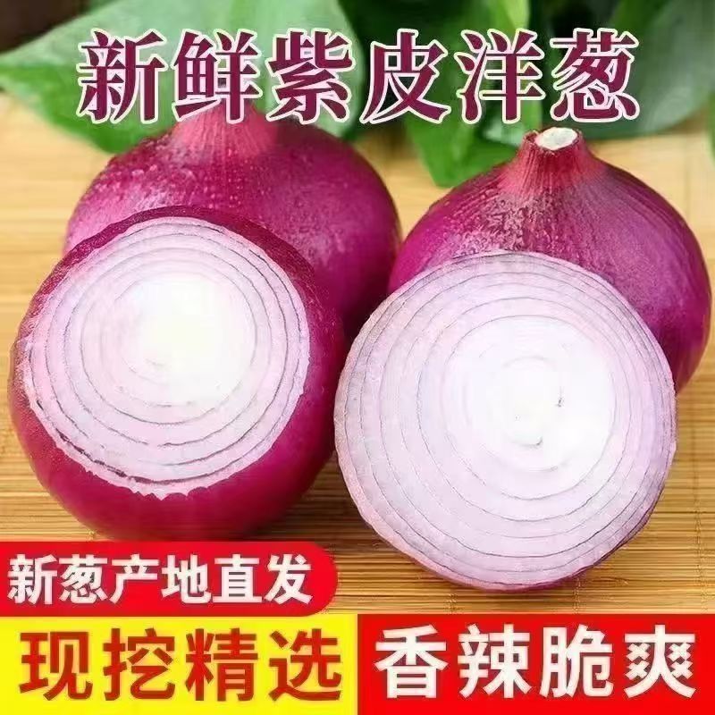 精品紫皮洋葱，高质量，低价格品质有保障，需要的联系