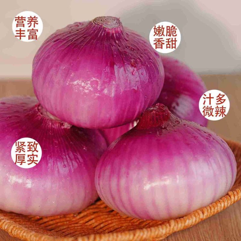 精品紫皮洋葱，高质量，低价格品质有保障，需要的联系