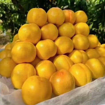 山东蒙阴蜜桃现摘现发全国包邮