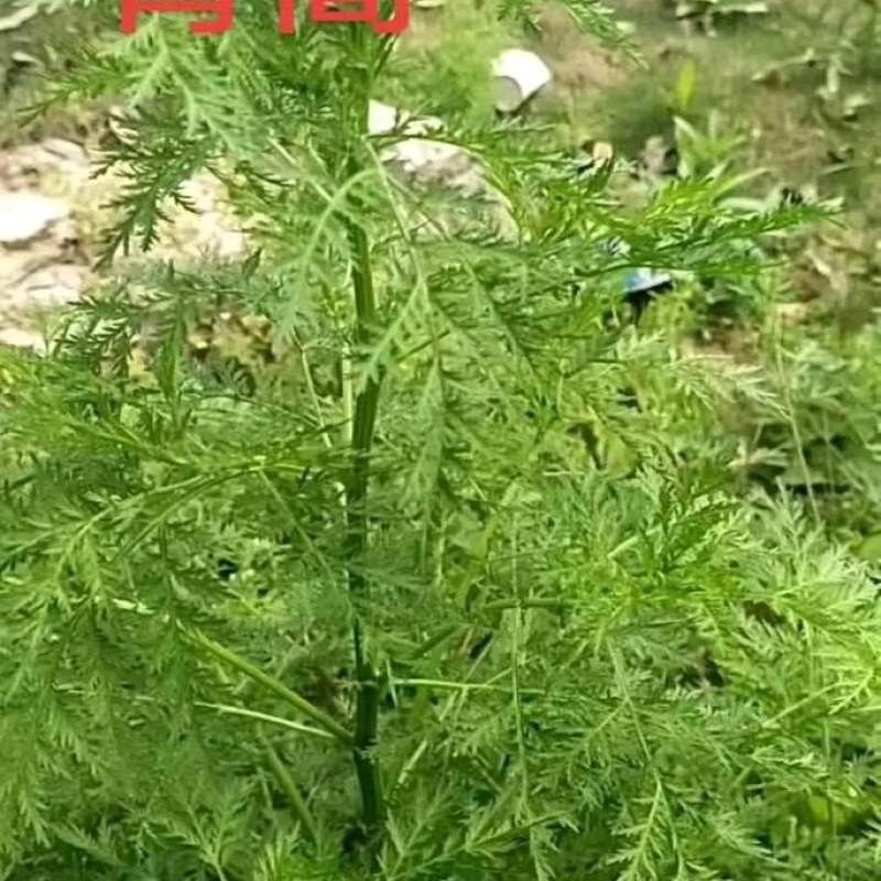 青蒿