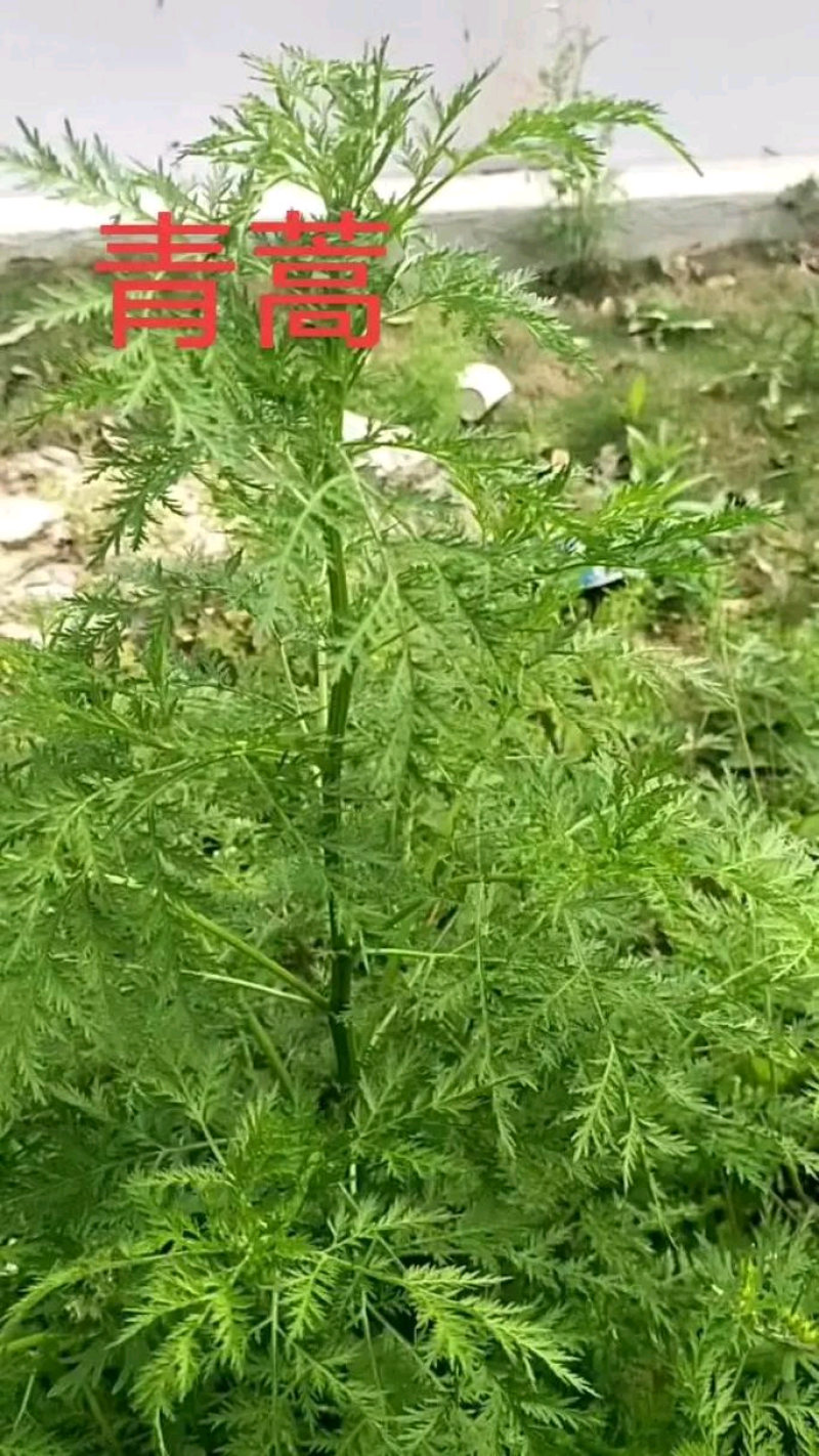 青蒿