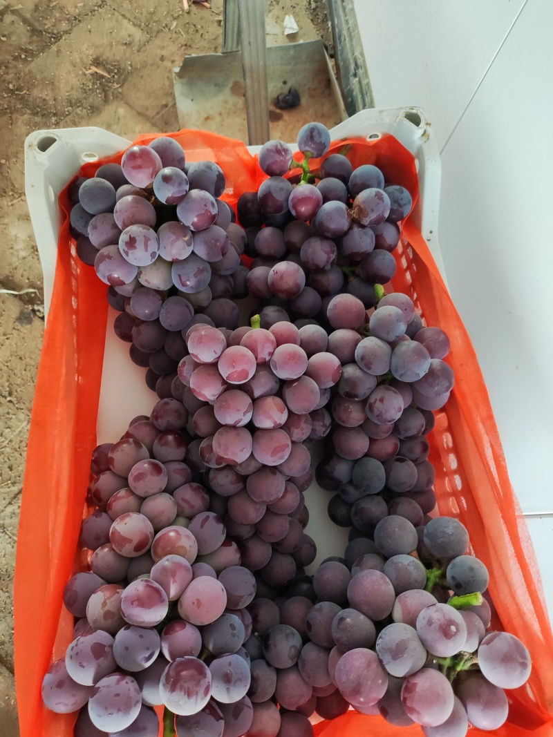 【山东葡萄】藤稔葡萄/巨峰葡萄/乒乓球葡萄/电商团购批发