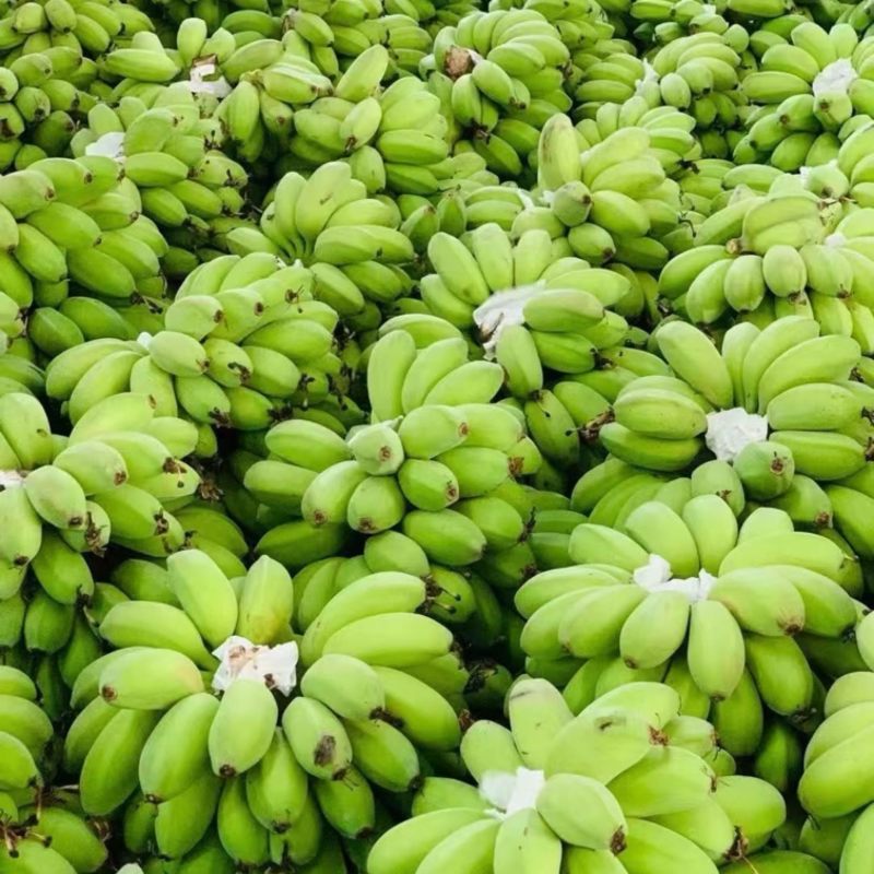 苹果蕉