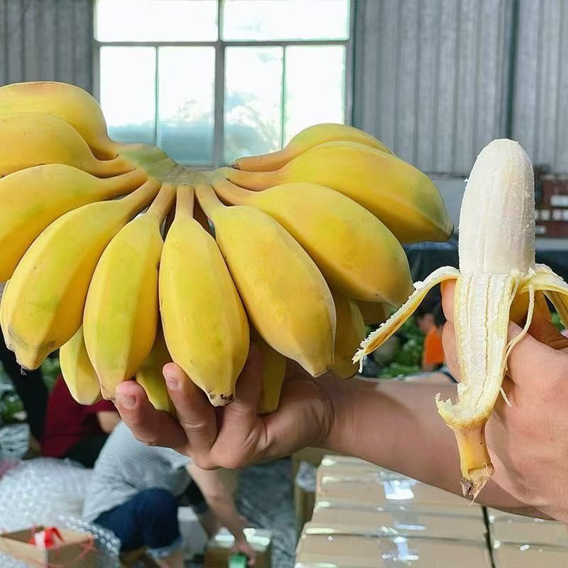 苹果蕉